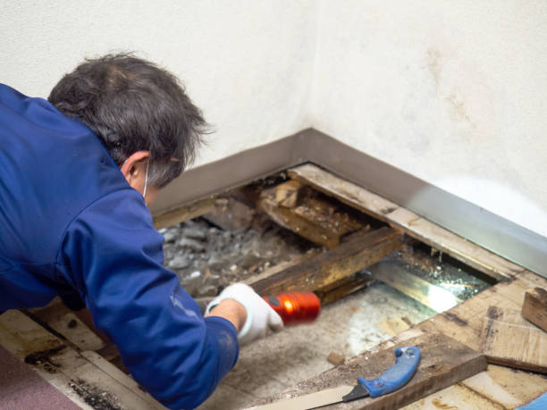 Best Preventive Mold Services in Fallsburg, NY