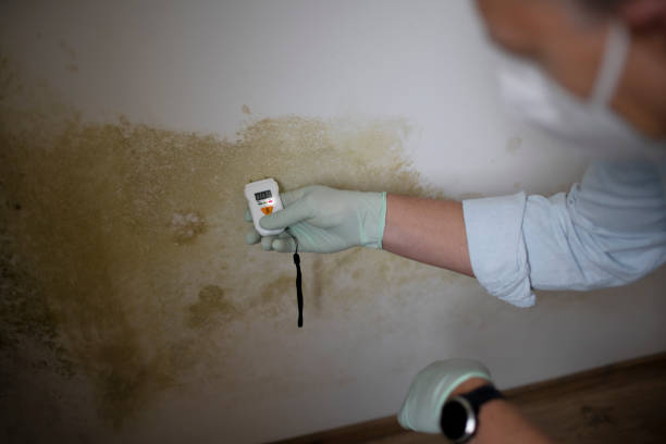 Best Residential Mold Remediation in Fallsburg, NY