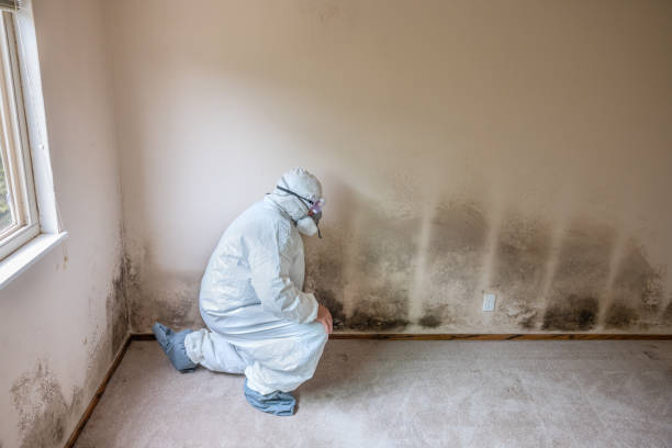 Best Attic Mold Remediation in Fallsburg, NY