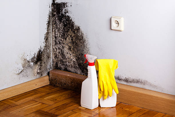 Best Kitchen Mold Remediation in Fallsburg, NY